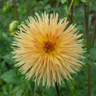 Kaiwera Gold Tuber