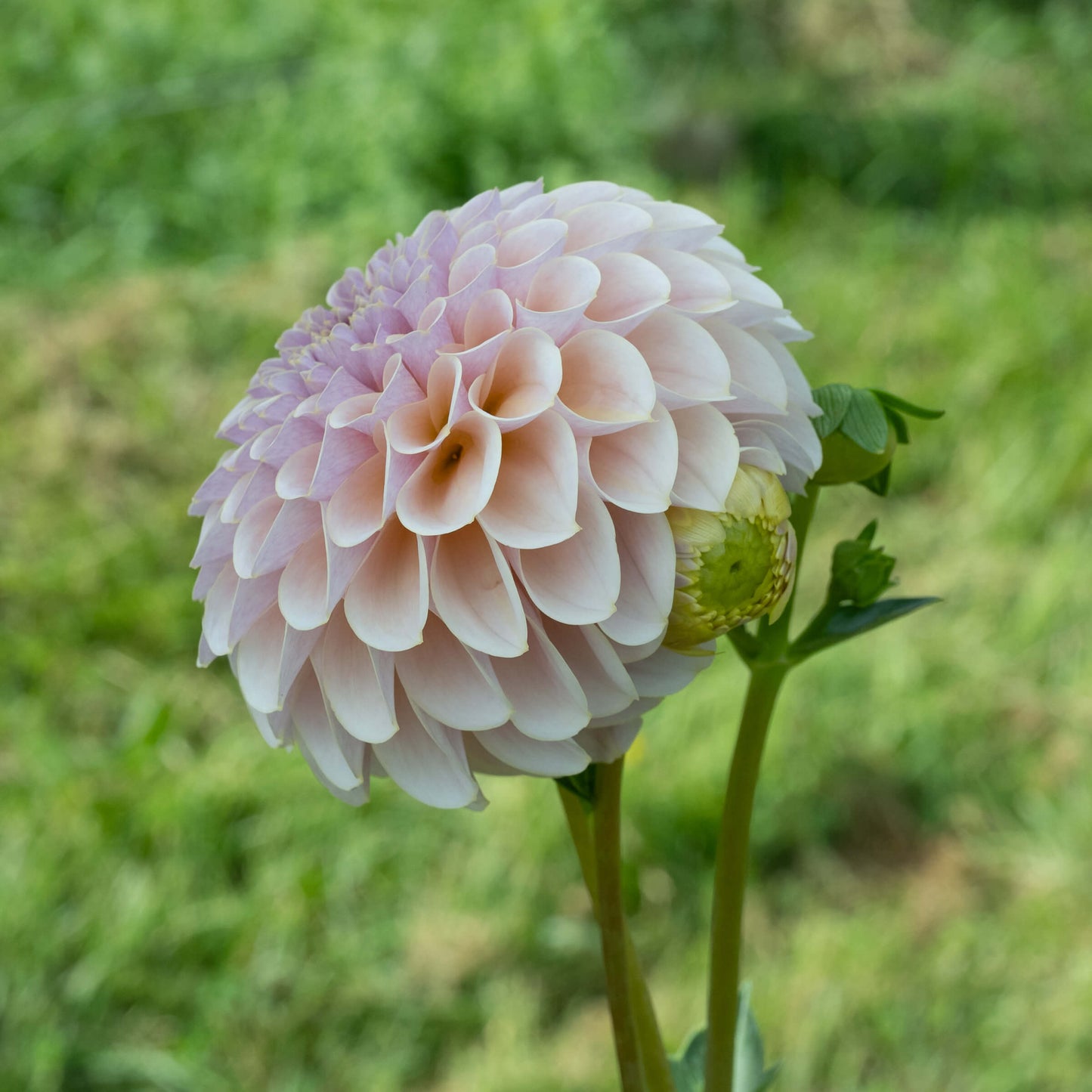 KA's®️ Cinder Rose Dahlia