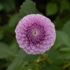 Lipoma Tuber