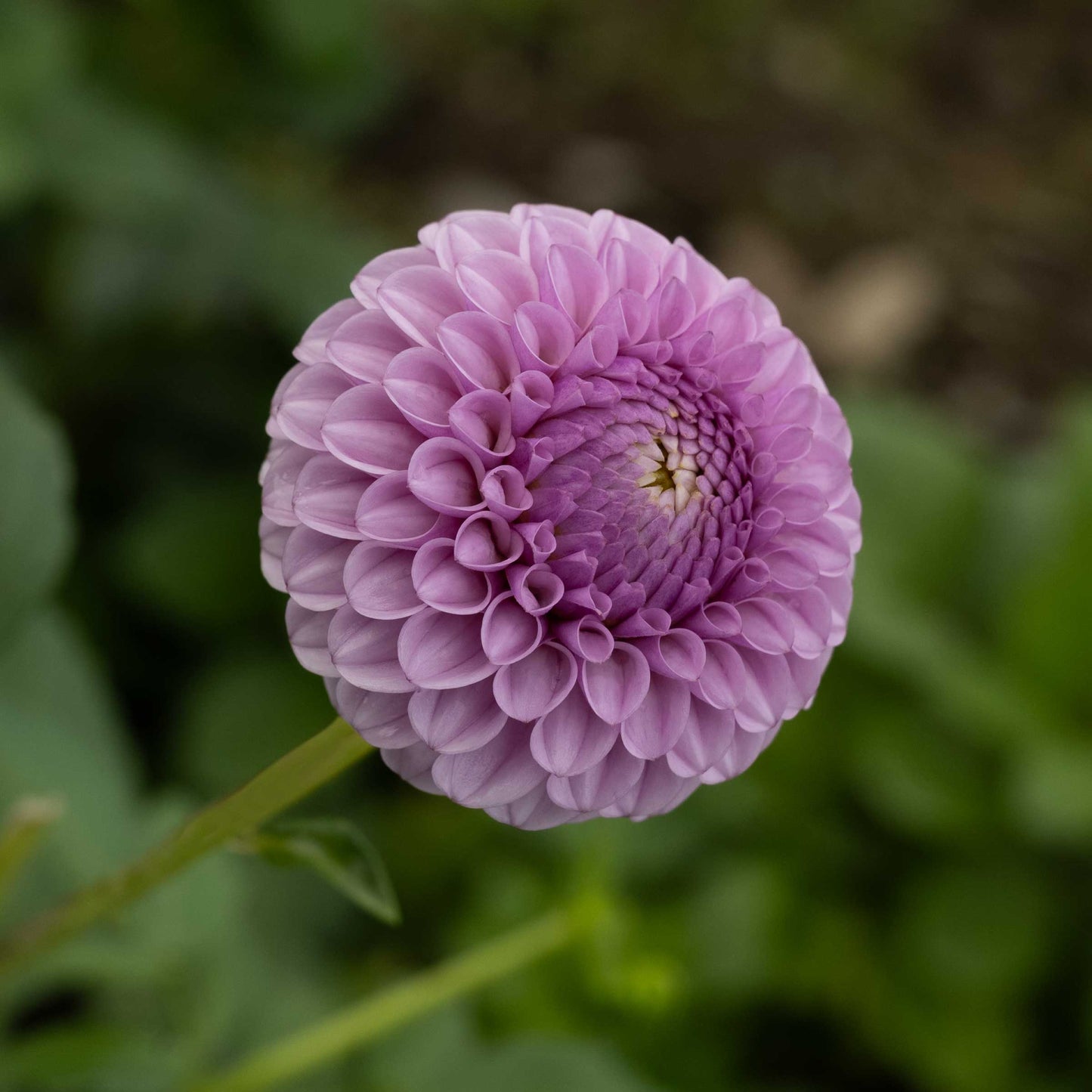 Lipoma Dahlia