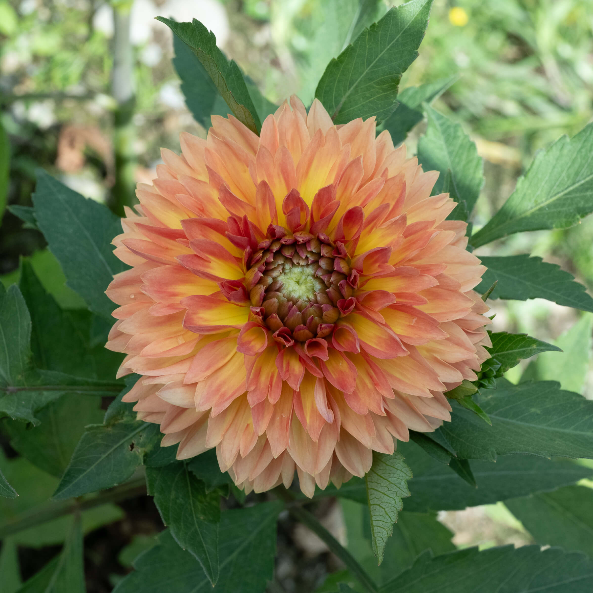 Orange Impact Dahlia – Bear Creek Farm