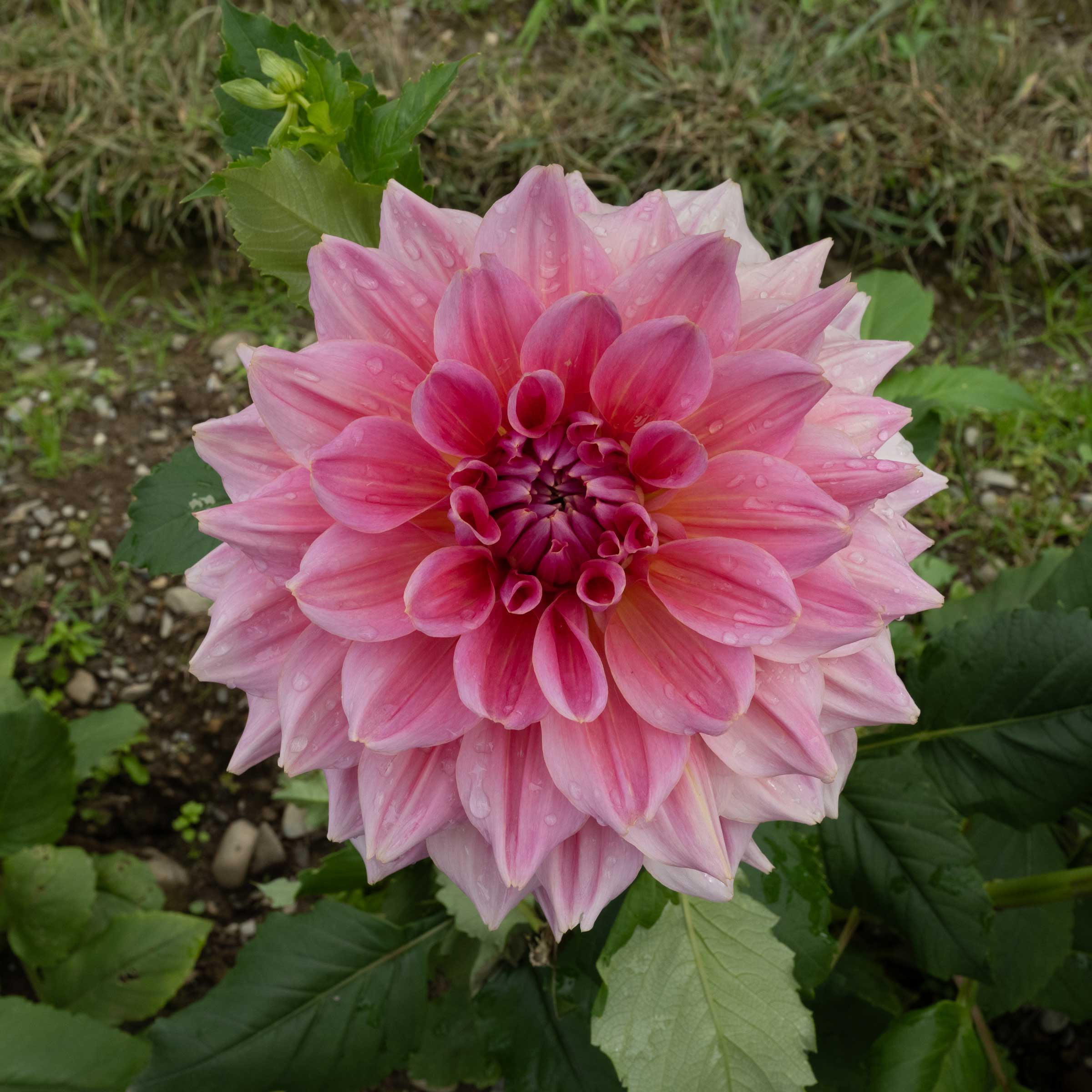Buy Otto's Thrill Dahlia Tuber (Bulb) – Bear Creek Farm
