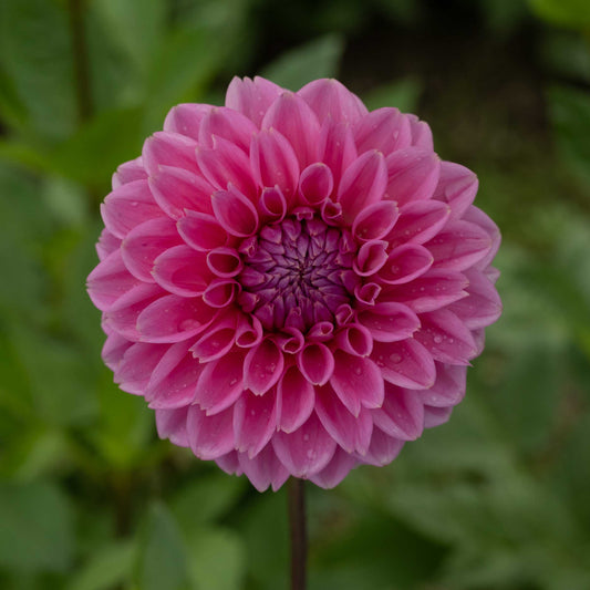 Sandra Pink Sylvia Tuber