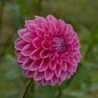 Sandra Pink Sylvia Tuber