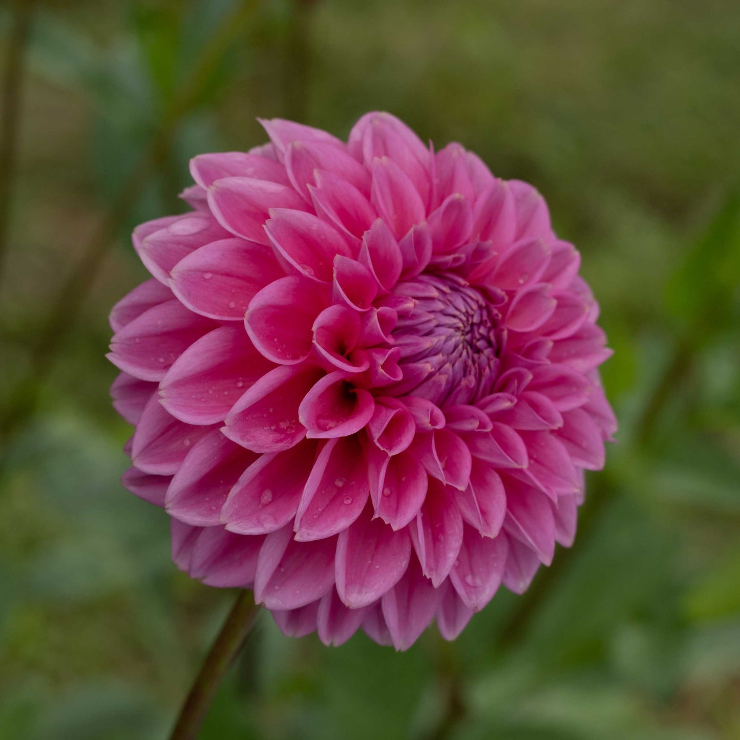 Sandra Pink Sylvia Tuber