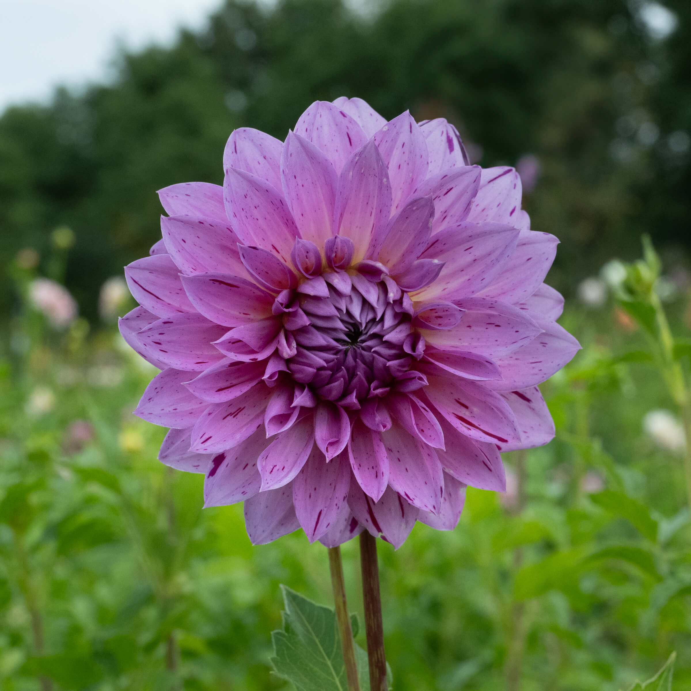 Prins Carnaval Dahlia – Bear Creek Farm