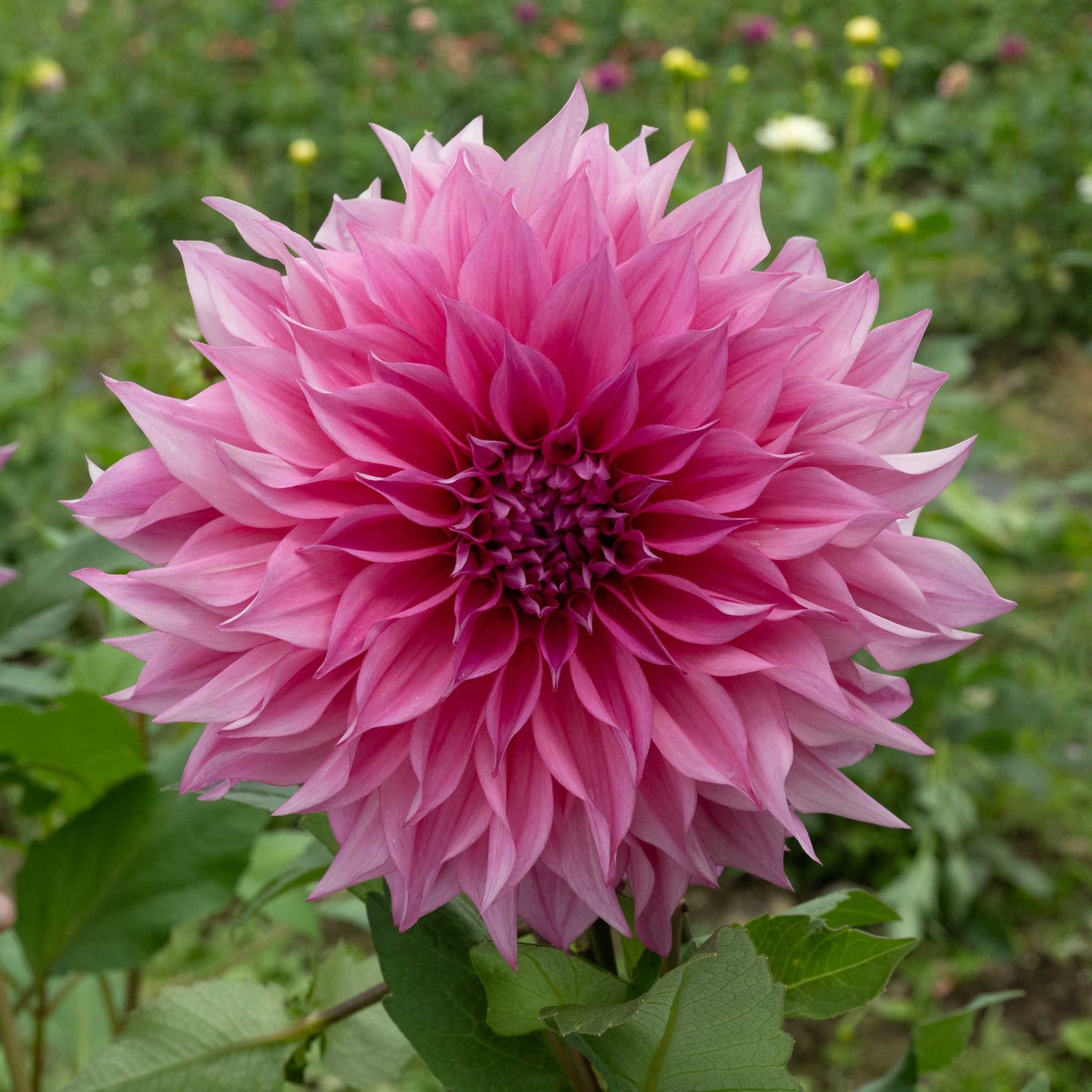 Café au Lait Rosé Tuber