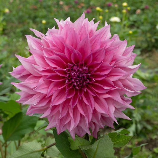 Café au Lait Rosé Dahlia
