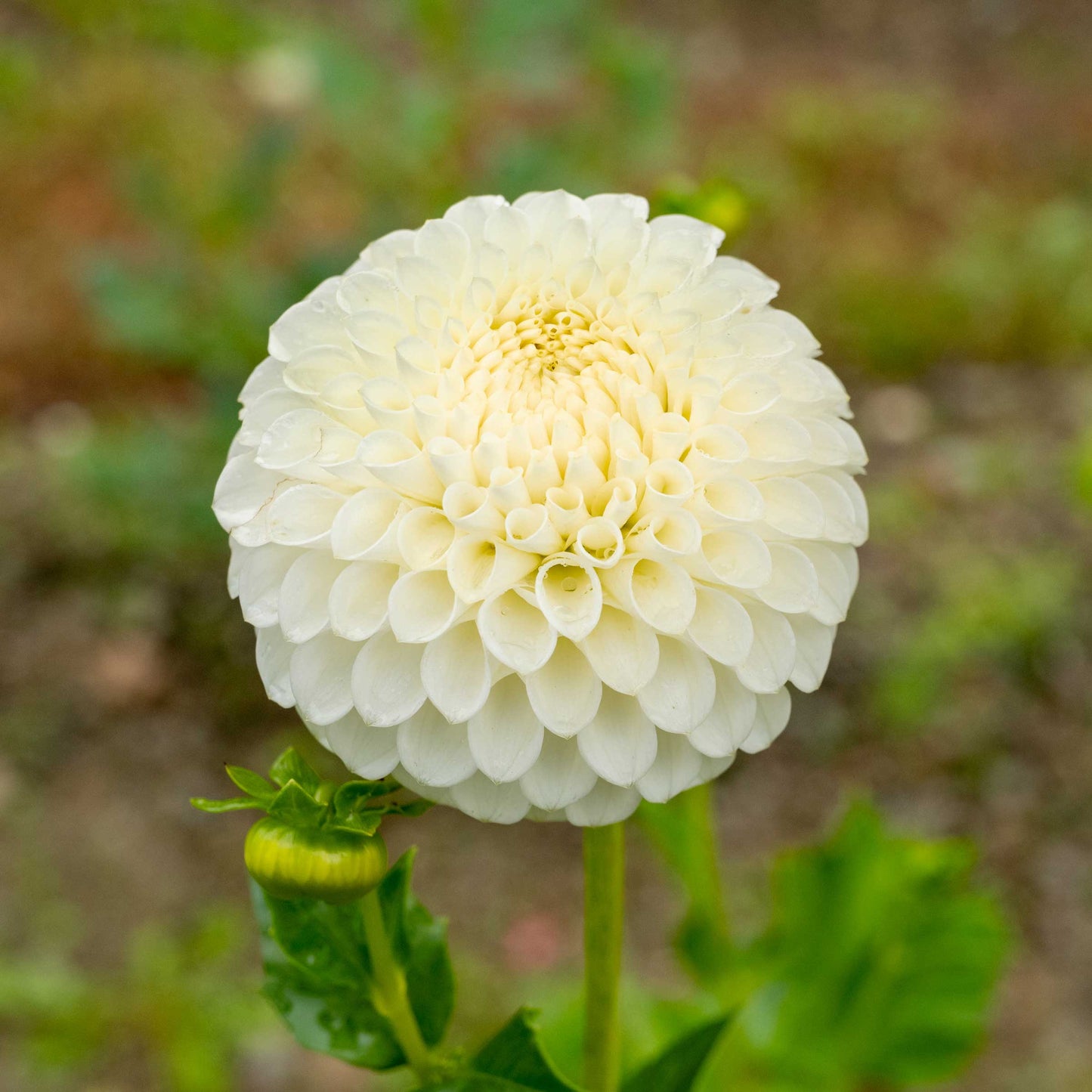 Ryecroft Jan Dahlia