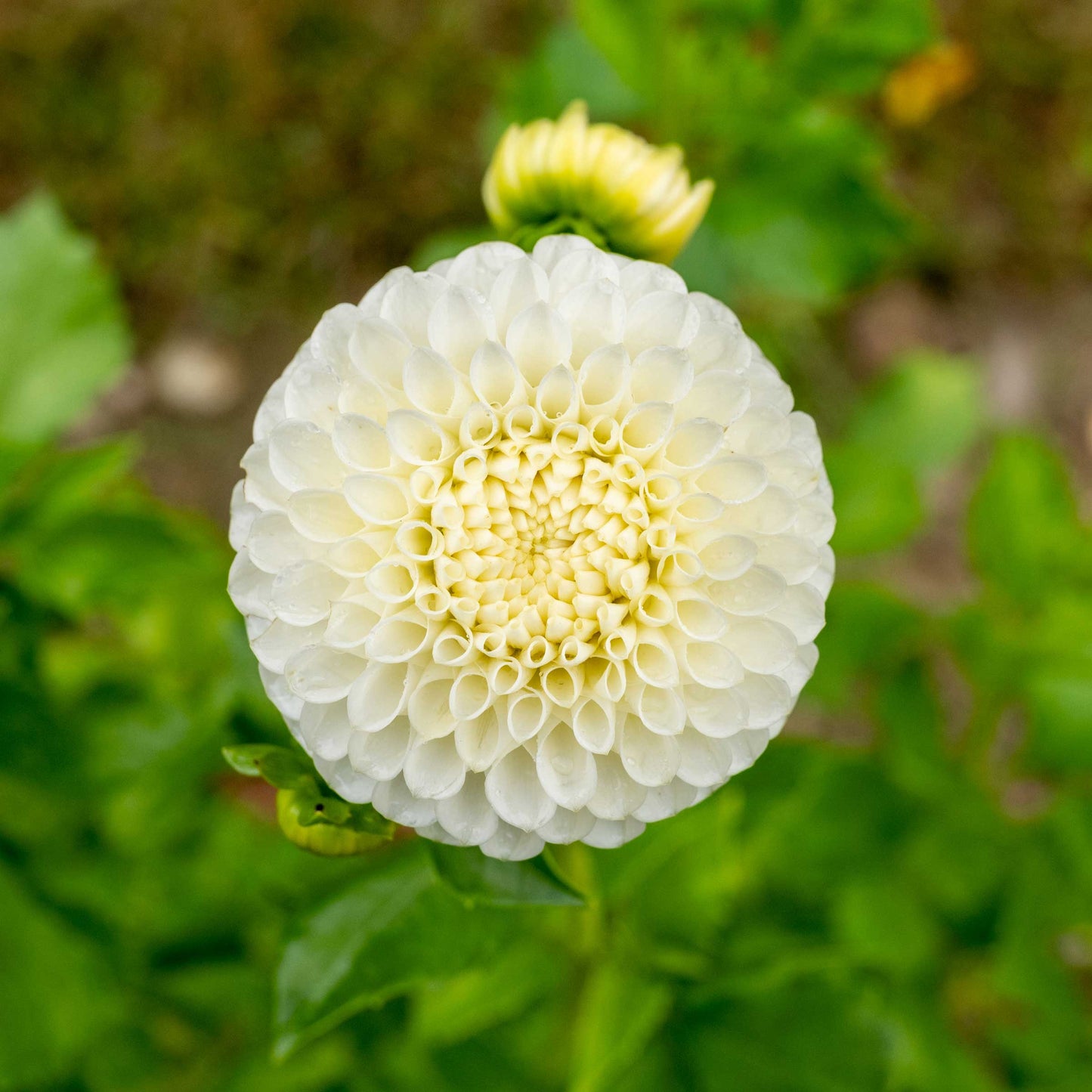 Ryecroft Jan Dahlia