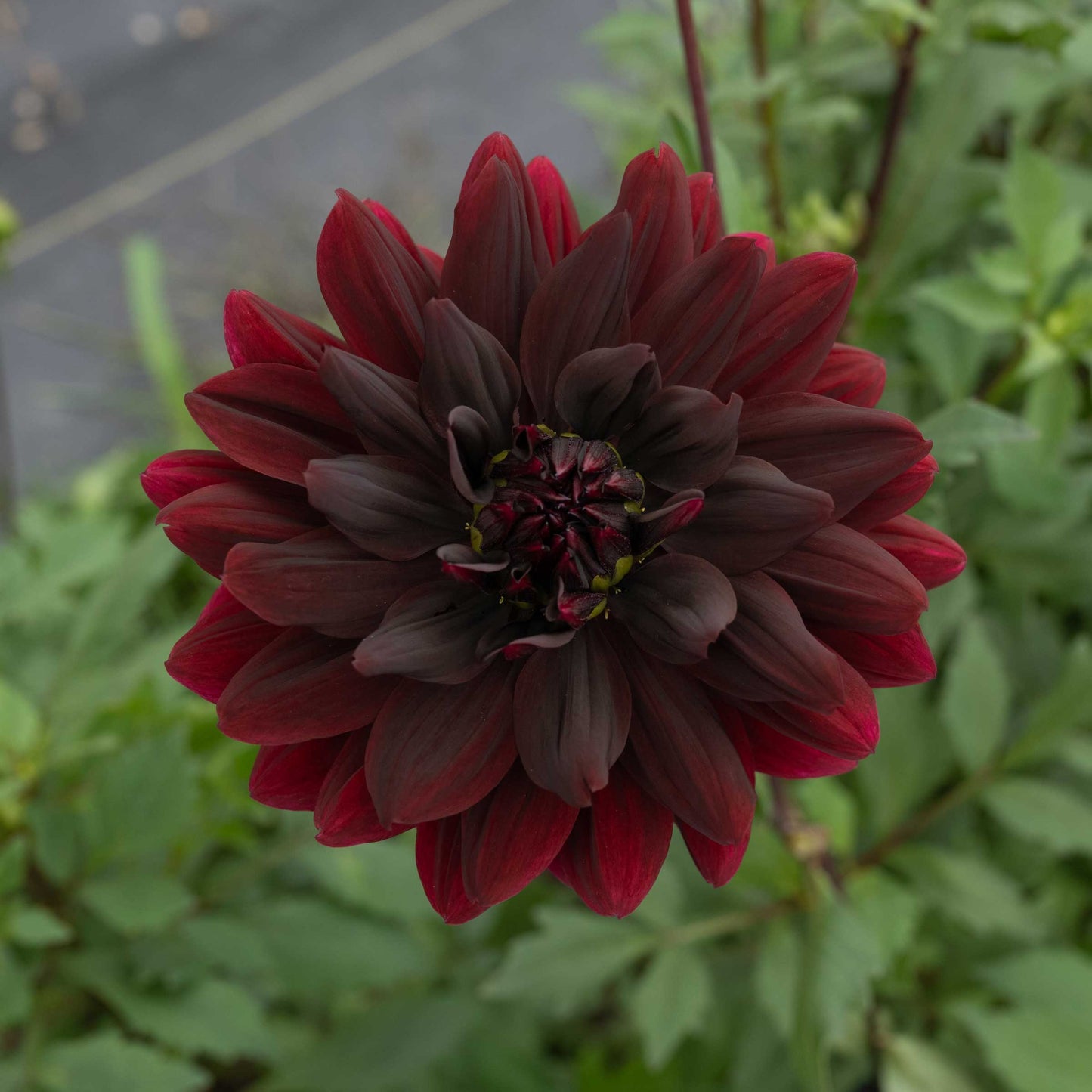 Sam Hopkins Dahlia