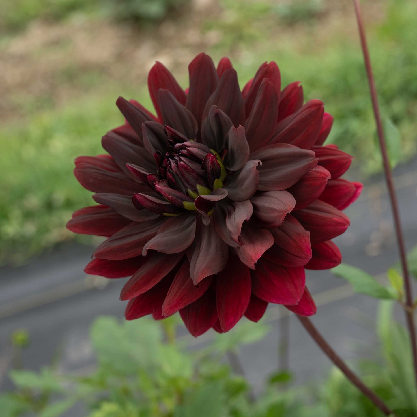 Sam Hopkins Dahlia