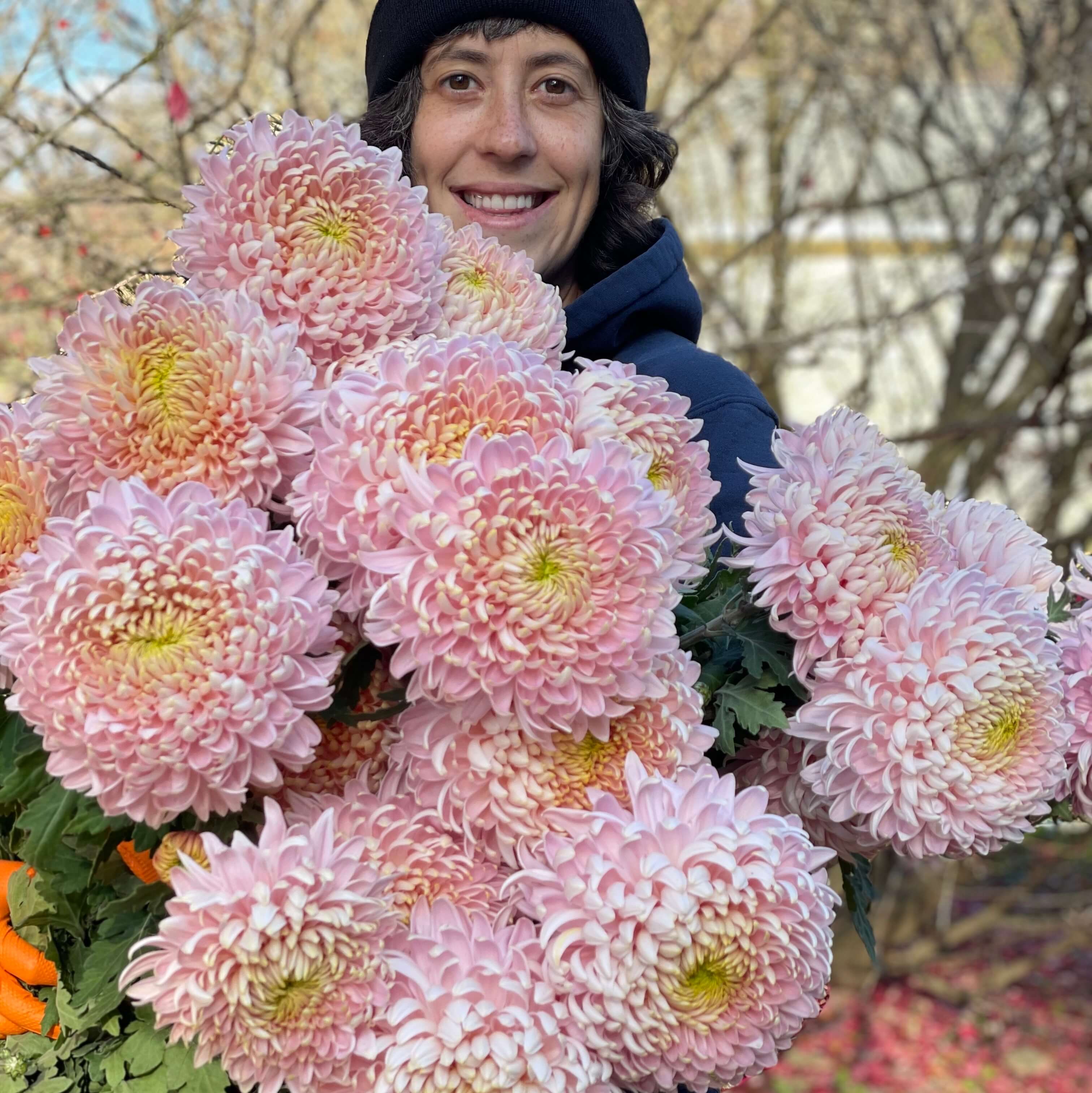 Chrysanthemum Chrysanthemum