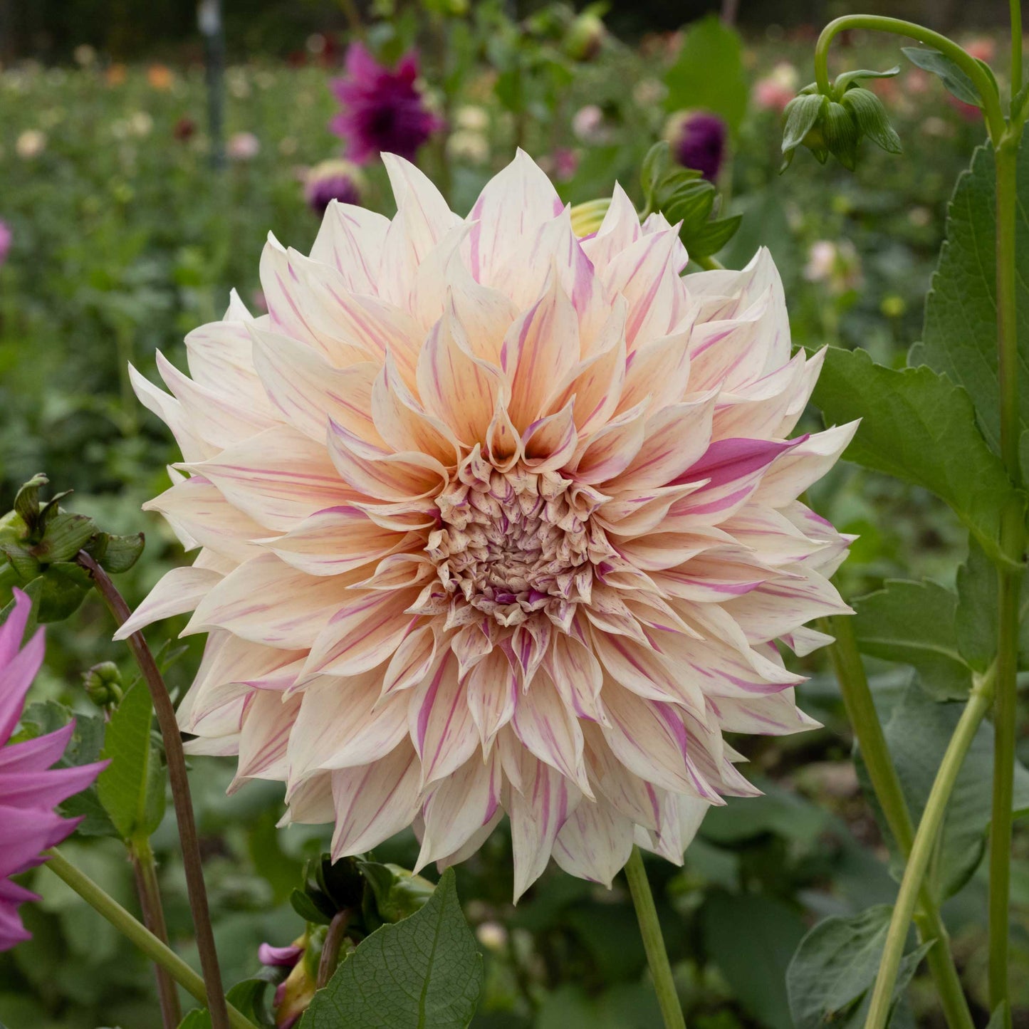 Café Au Lait Twist Dahlia