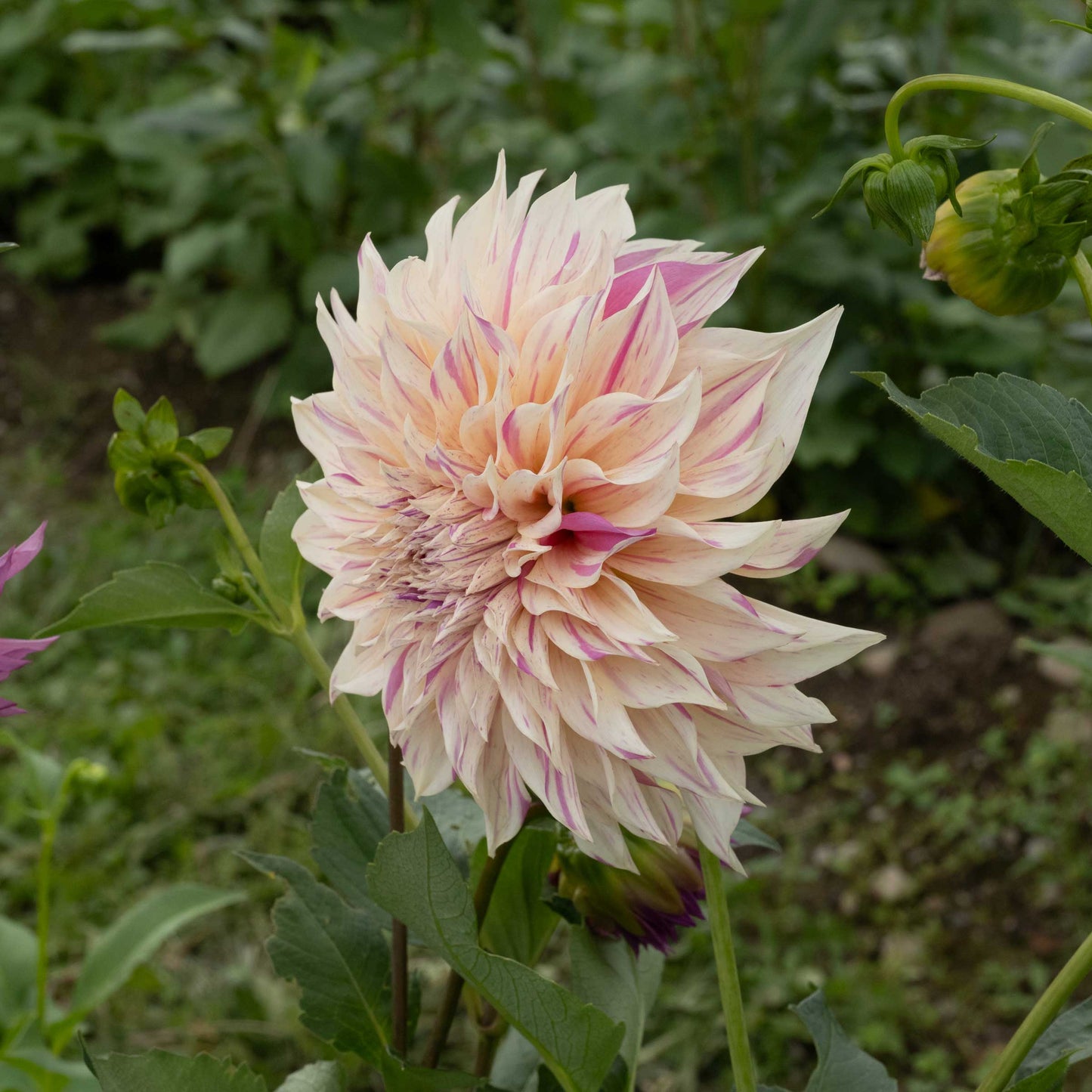 Café Au Lait Twist Dahlia