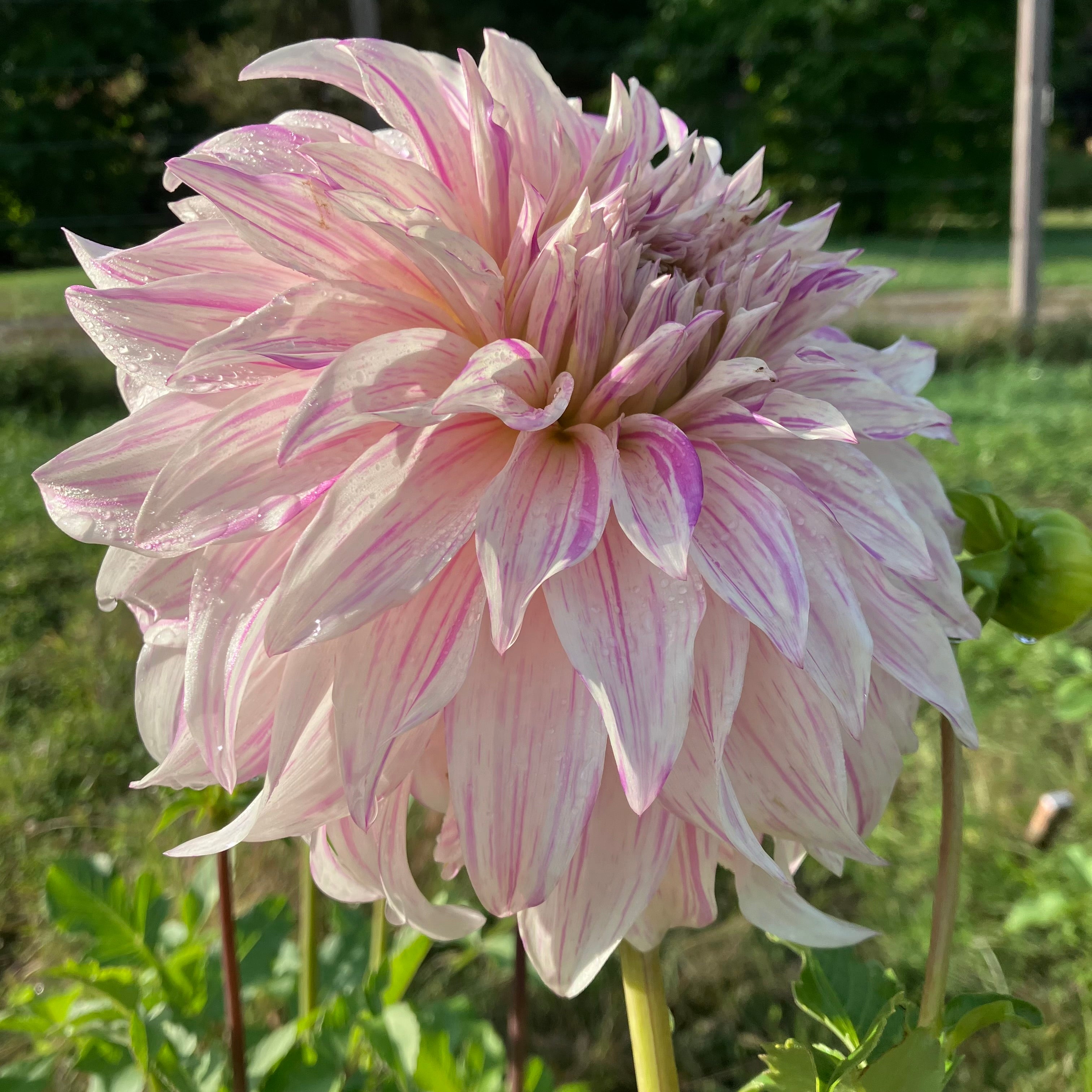 Vassio Togas Dahlia Bear Creek Farm