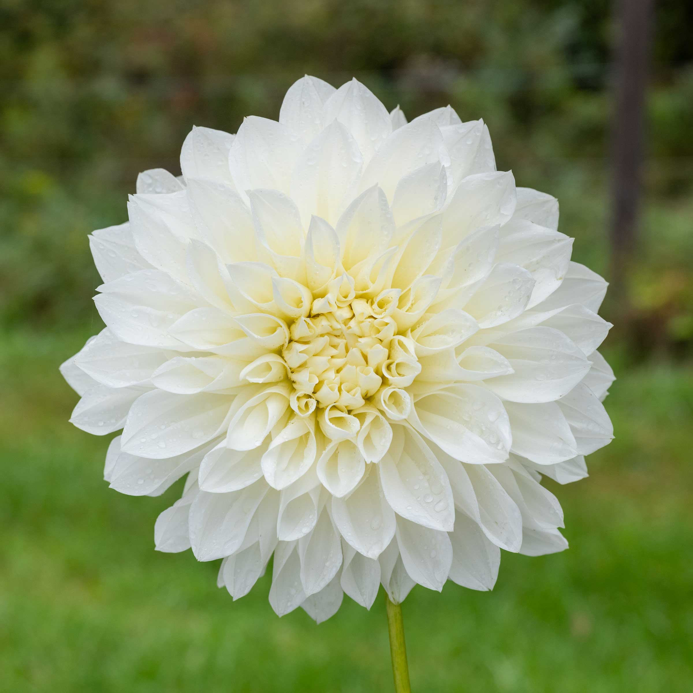 White Perfection Dahlia – Bear Creek Farm