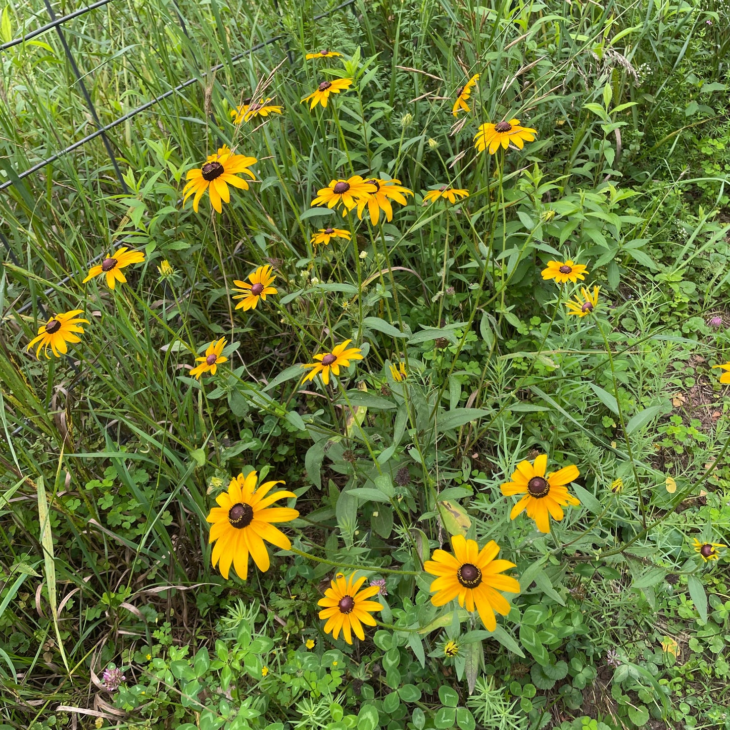 Foraging and Flower Drying Workshops