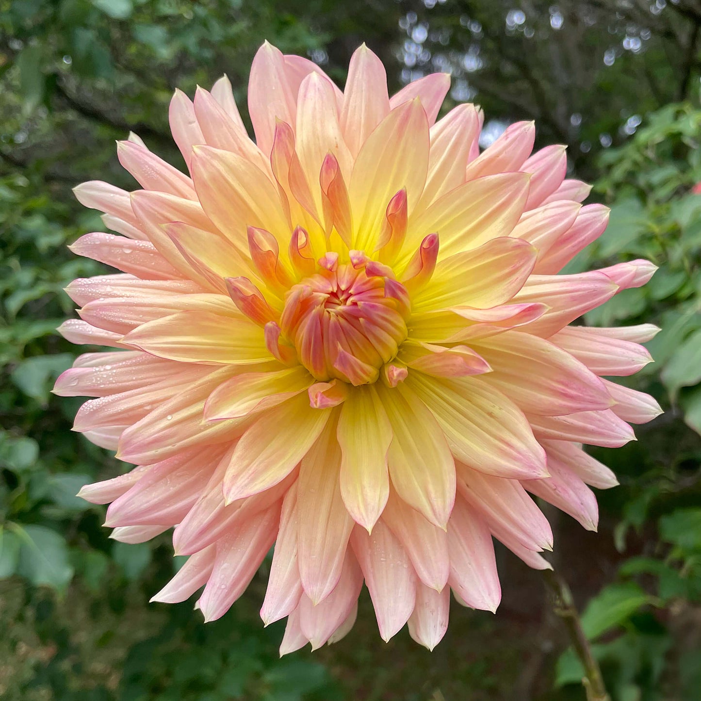 Hollyhill Donatella Tuber