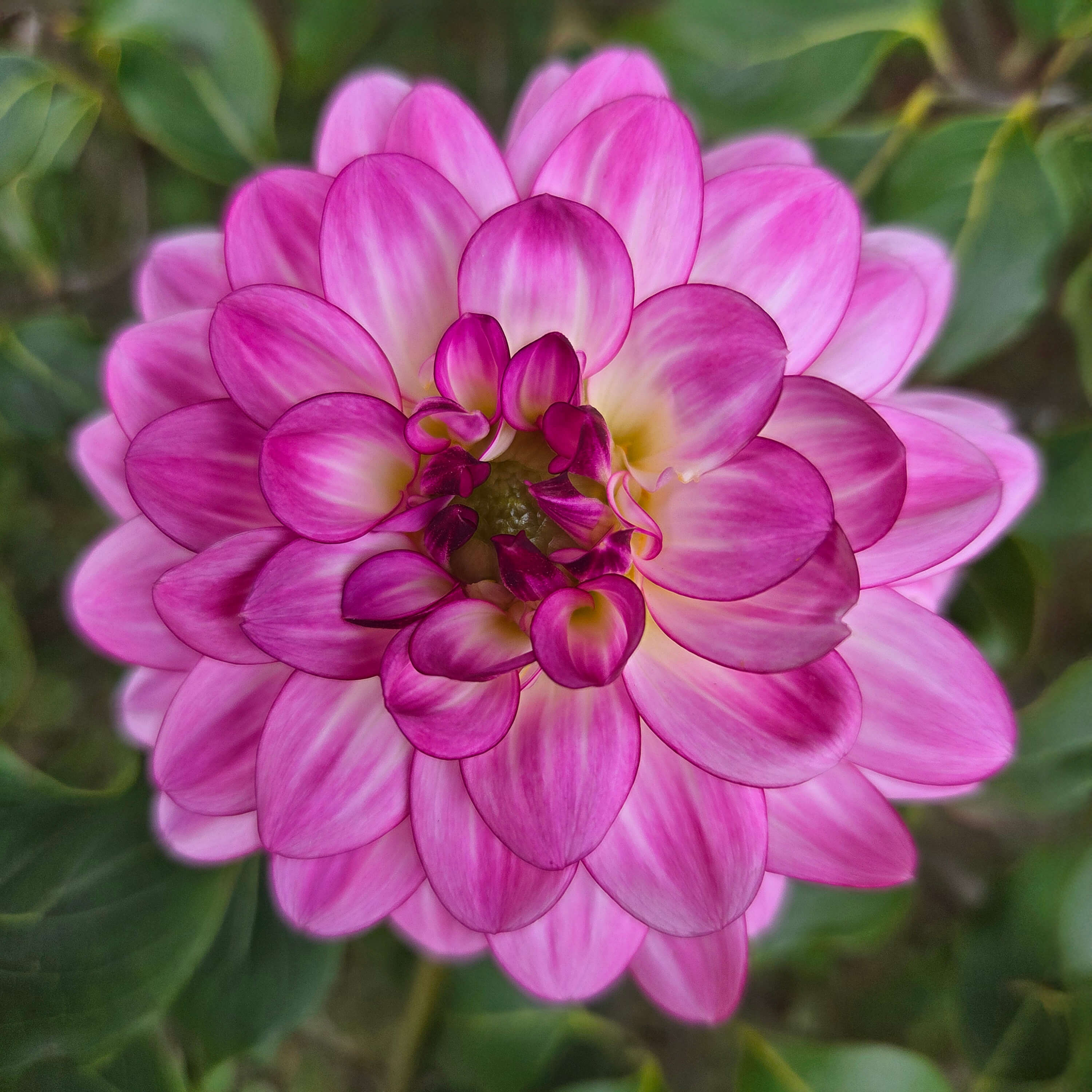 その他 Dahlia, Idyllic Dreamer CSR Dahlia : Day Dreamer — ciderpress lane