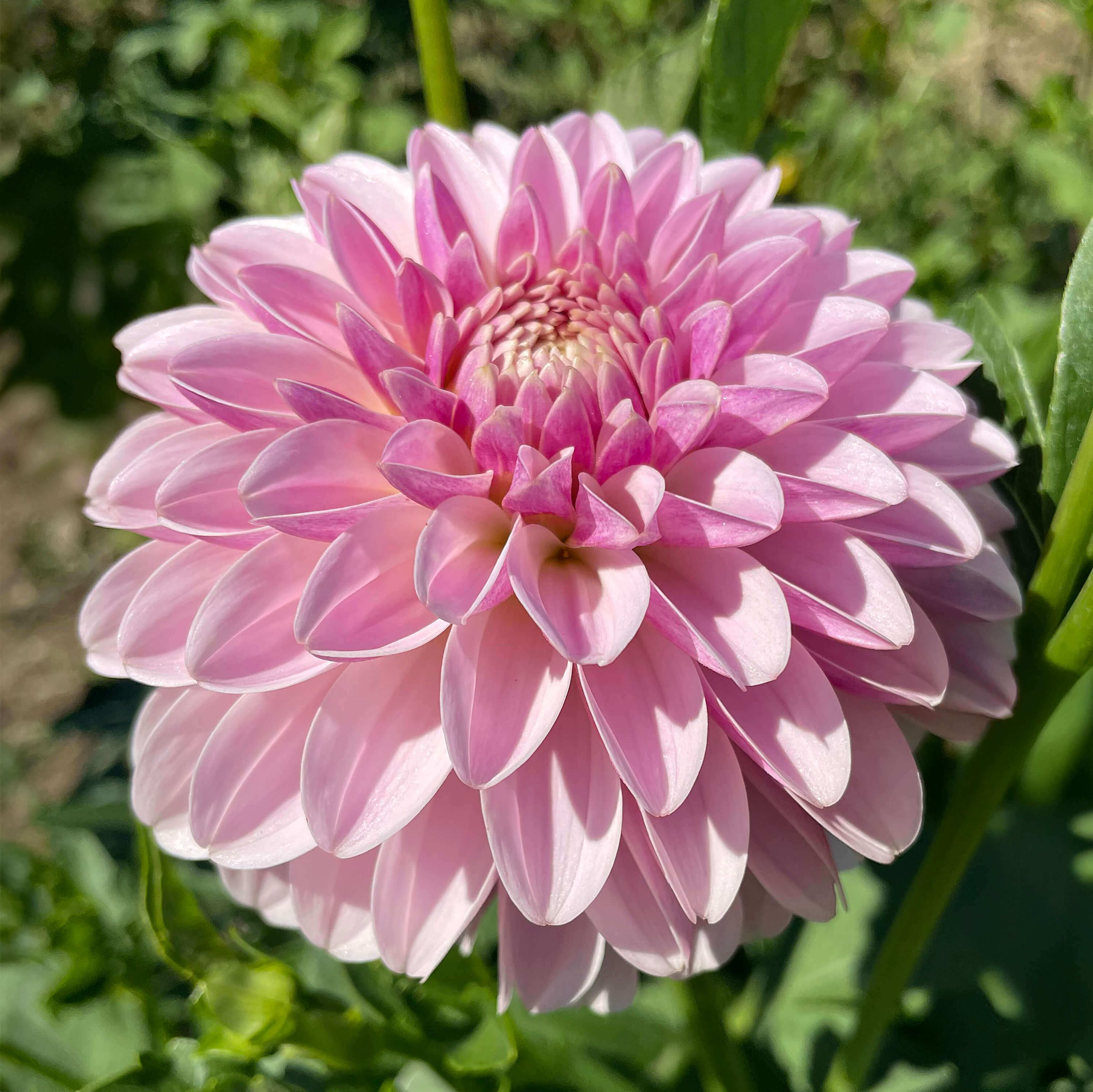 pink_silk.jpg?v=1765252280