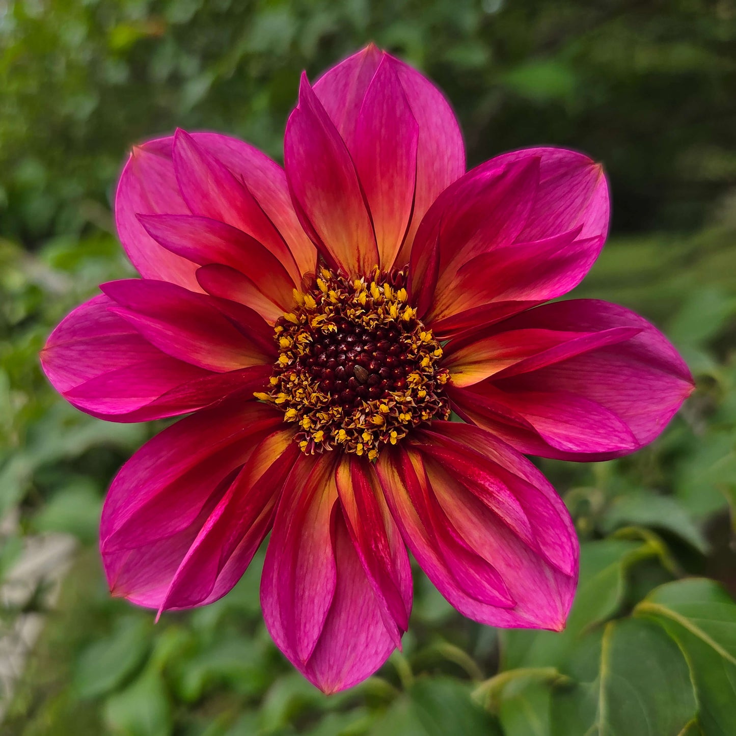 Princess Nadine Tuber