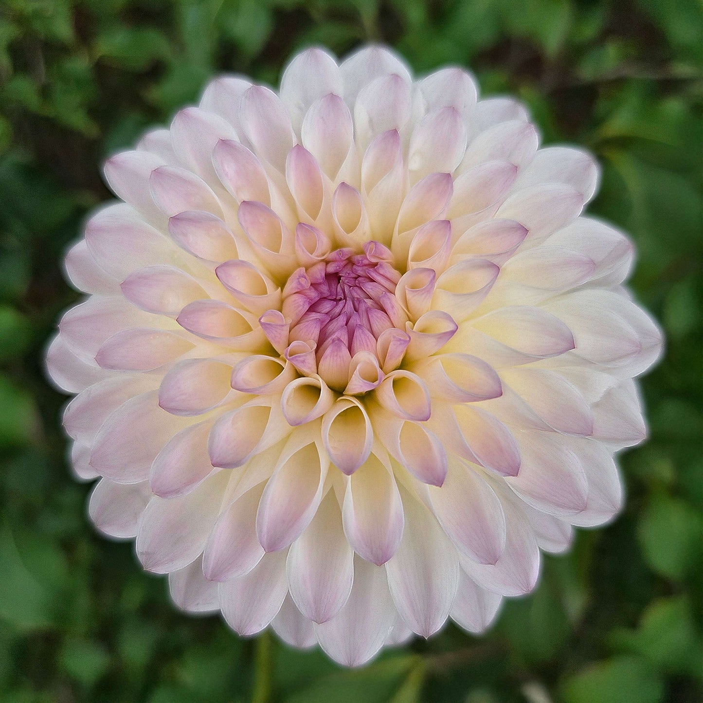 Tahoma Steller Feller Tuber