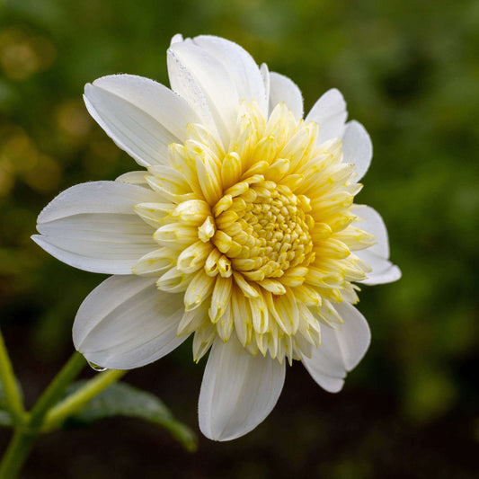 Platinum Blonde Dahlia