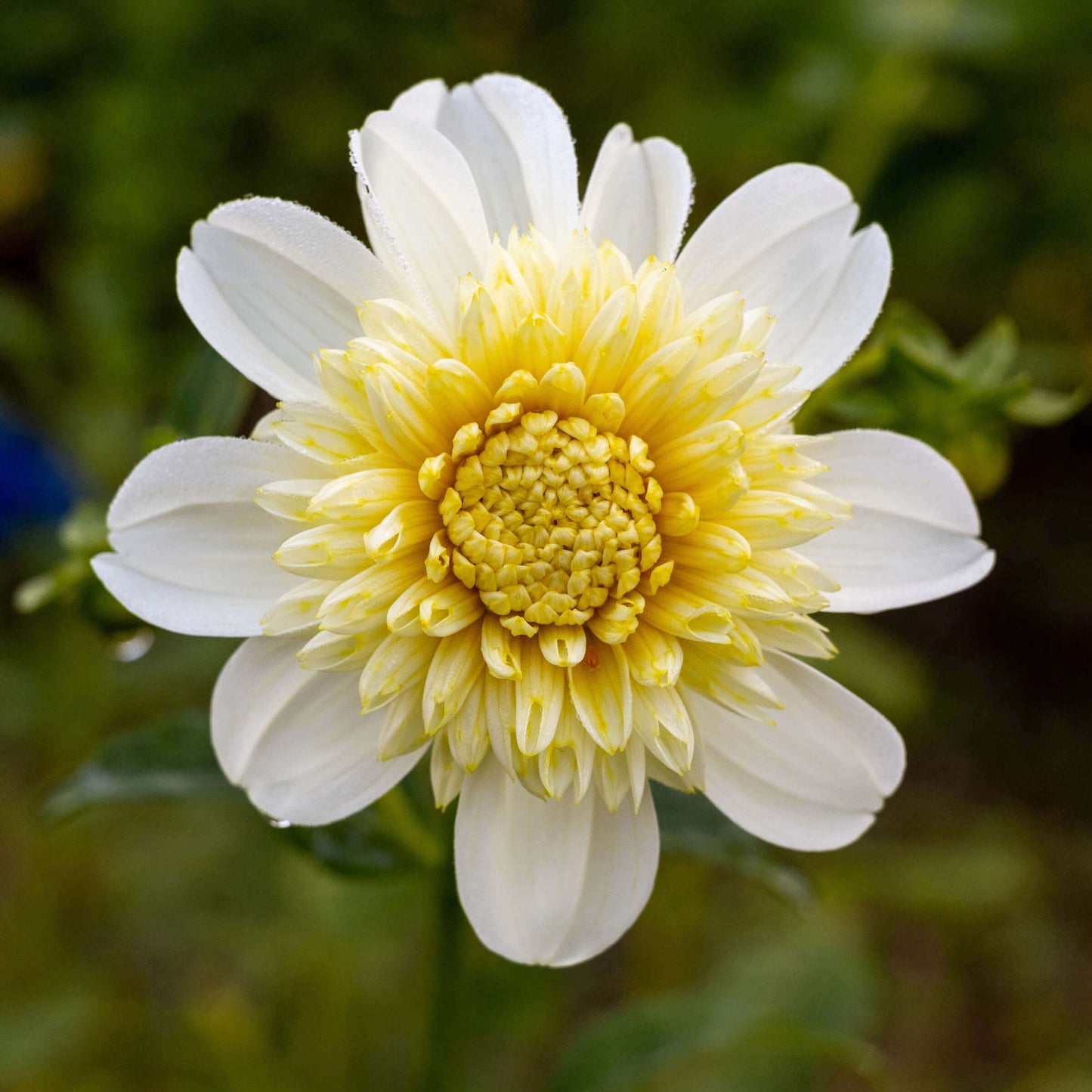 Platinum Blonde Dahlia