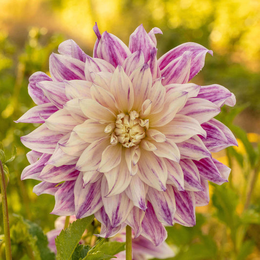 Bristol Stripe Dahlia