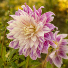 Bristol Stripe Dahlia