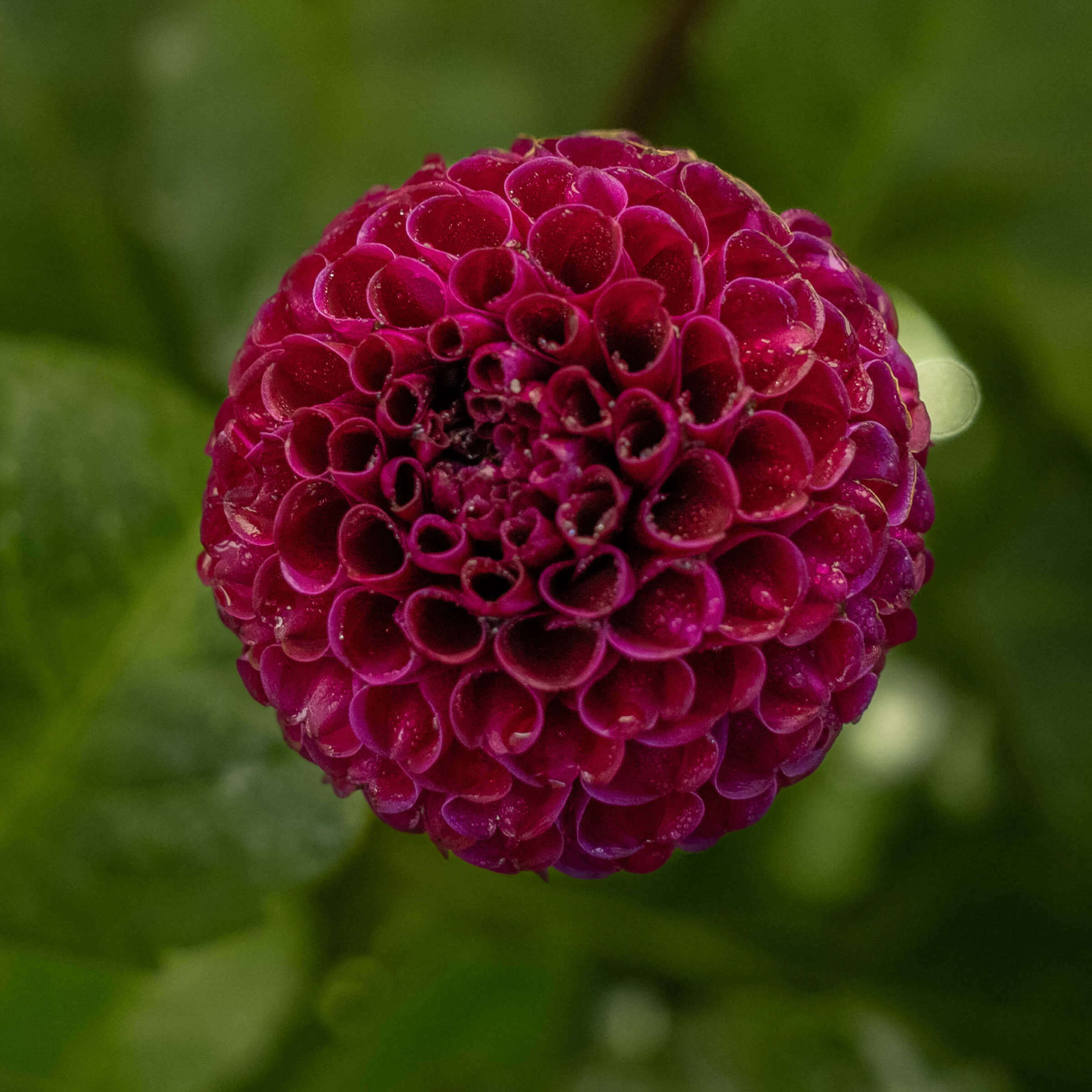 Buy Rocco Dahlia Tuber (Bulb) – Bear Creek Farm