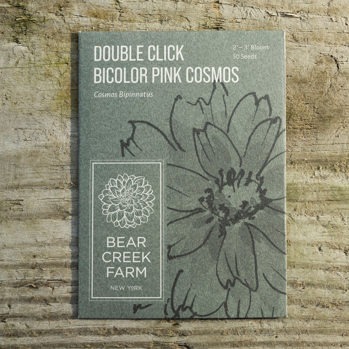 Cosmos Double Click Bicolor Pink