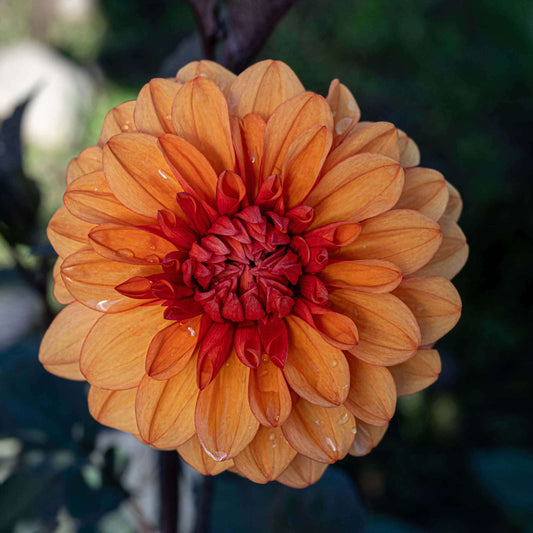 David Howard Dahlia