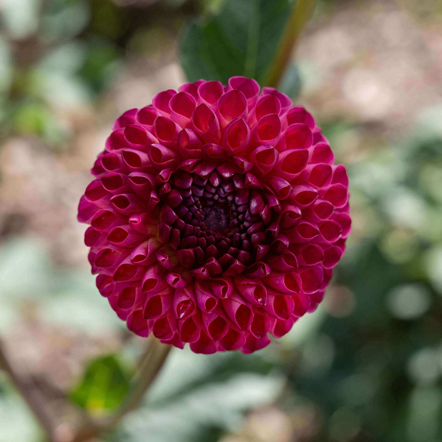 Burlesca Dahlia