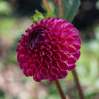 Burlesca Dahlia