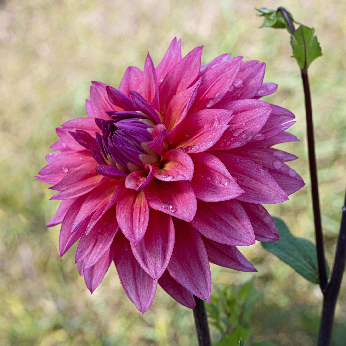 Feline Yvonne Dahlia