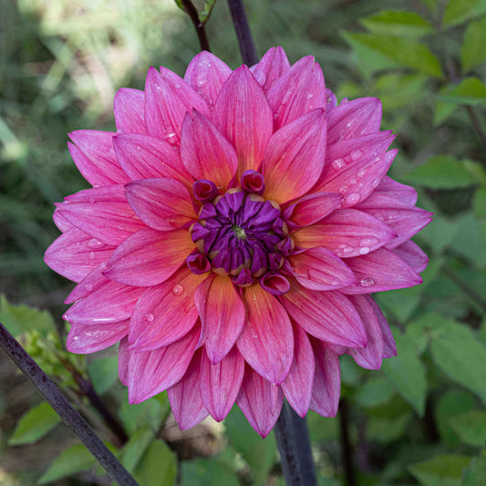 Feline Yvonne Dahlia