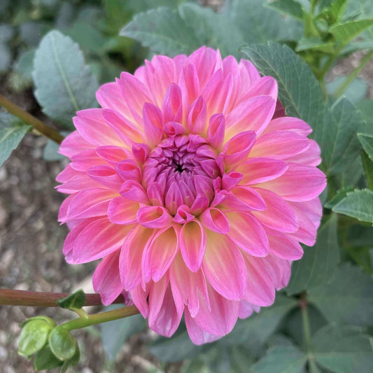 Esli Dahlia