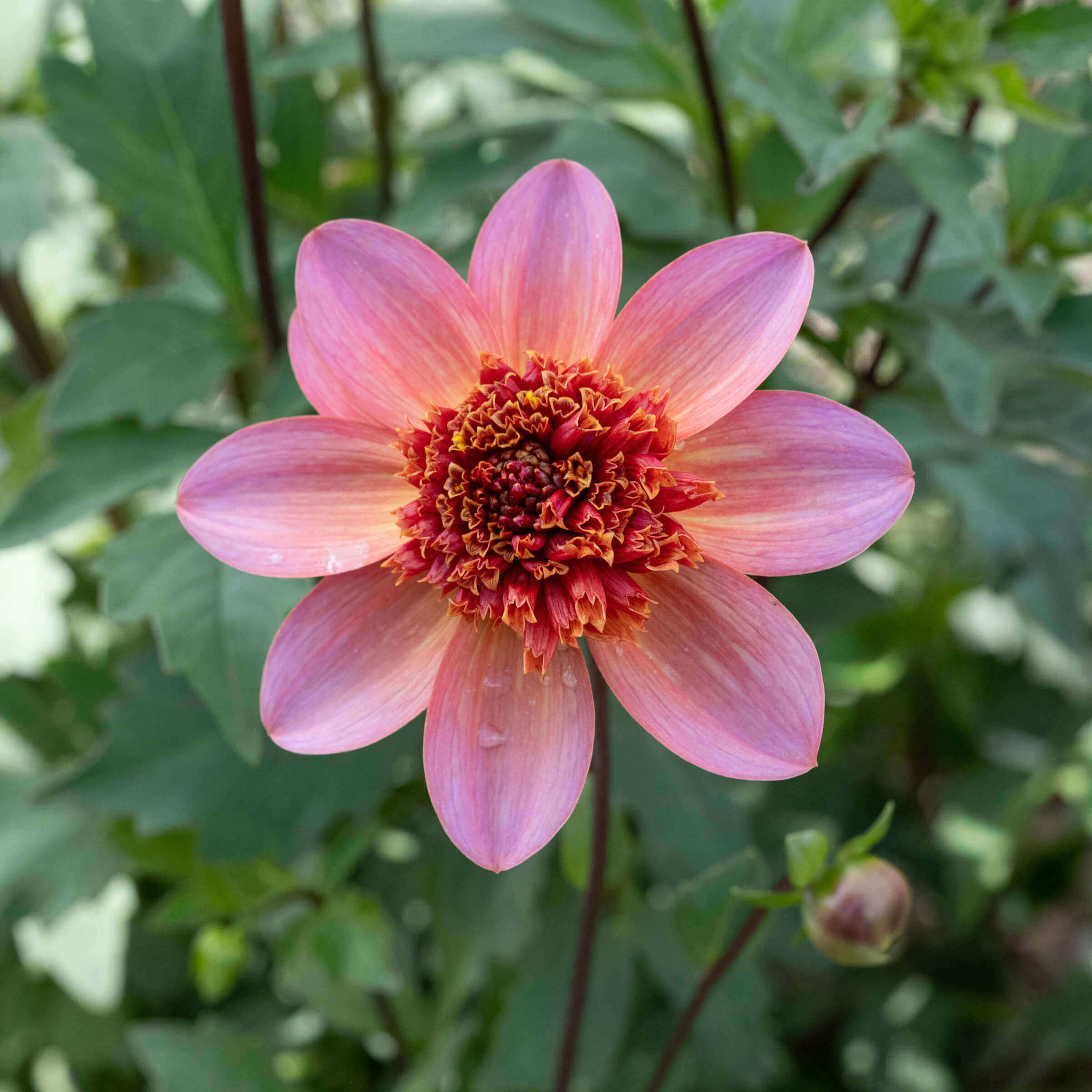 TOMORROWLANDライダースタリアトーレエンメティソブリンbeamsf Totally Tangerine Dahlia – Bear Creek Farm