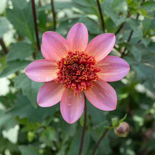 Totally Tangerine Dahlia