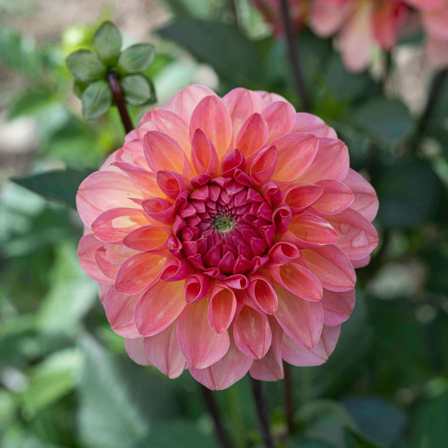 Sebastian Dahlia