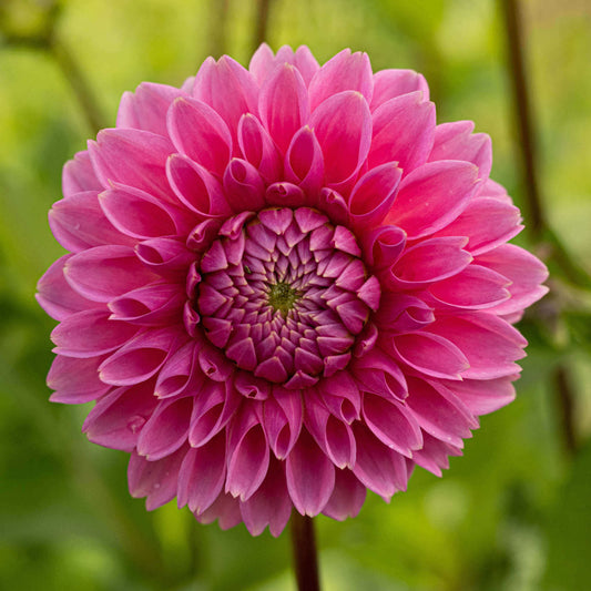 Sandra Pink Sylvia Dahlia