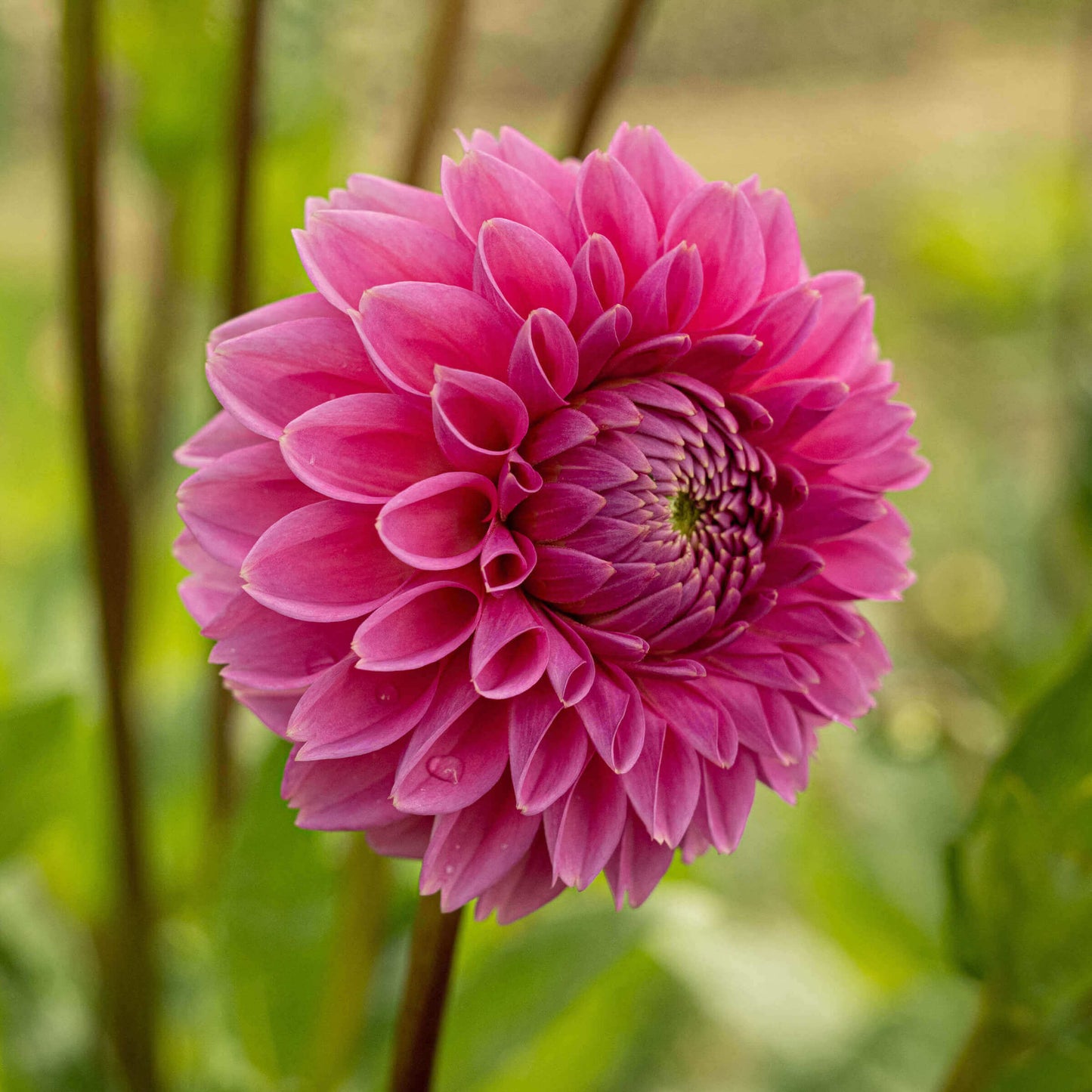 Sandra Pink Sylvia Dahlia