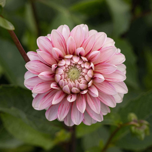 Strawberry Cream Tuber