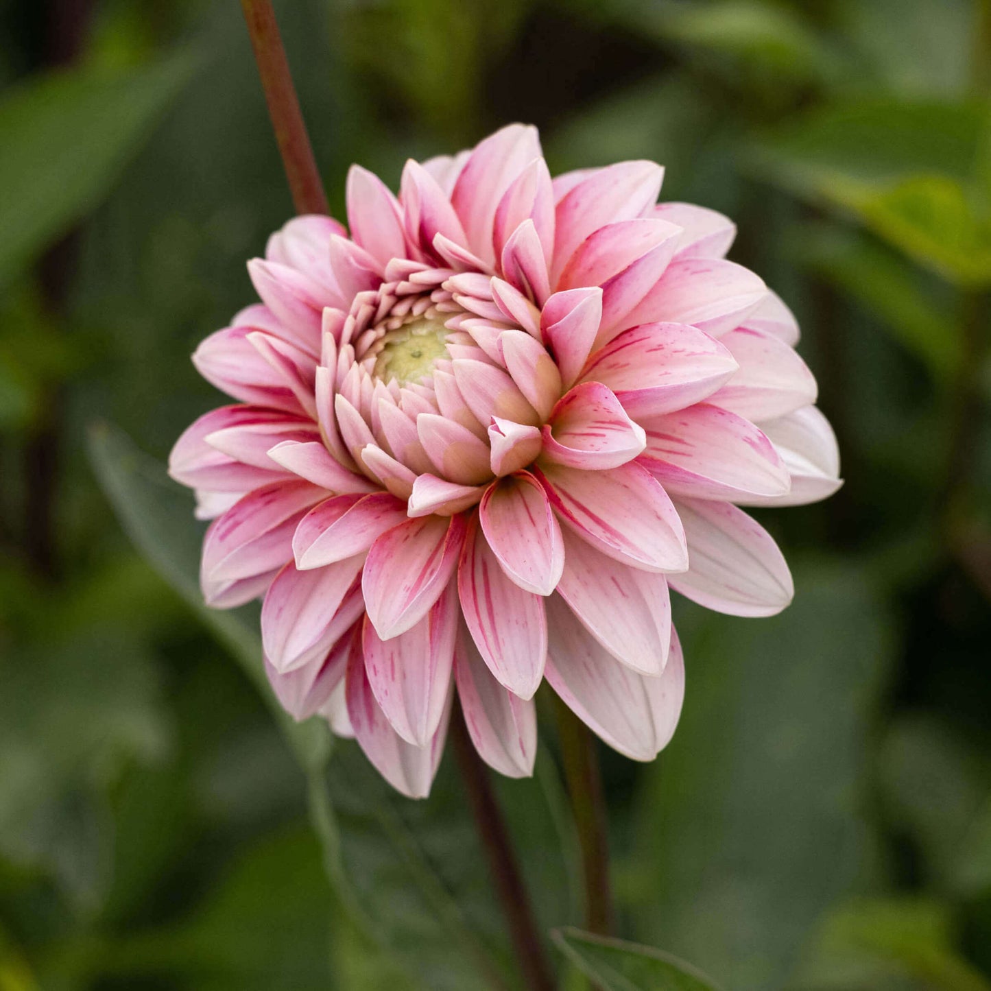 Strawberry Cream Dahlia
