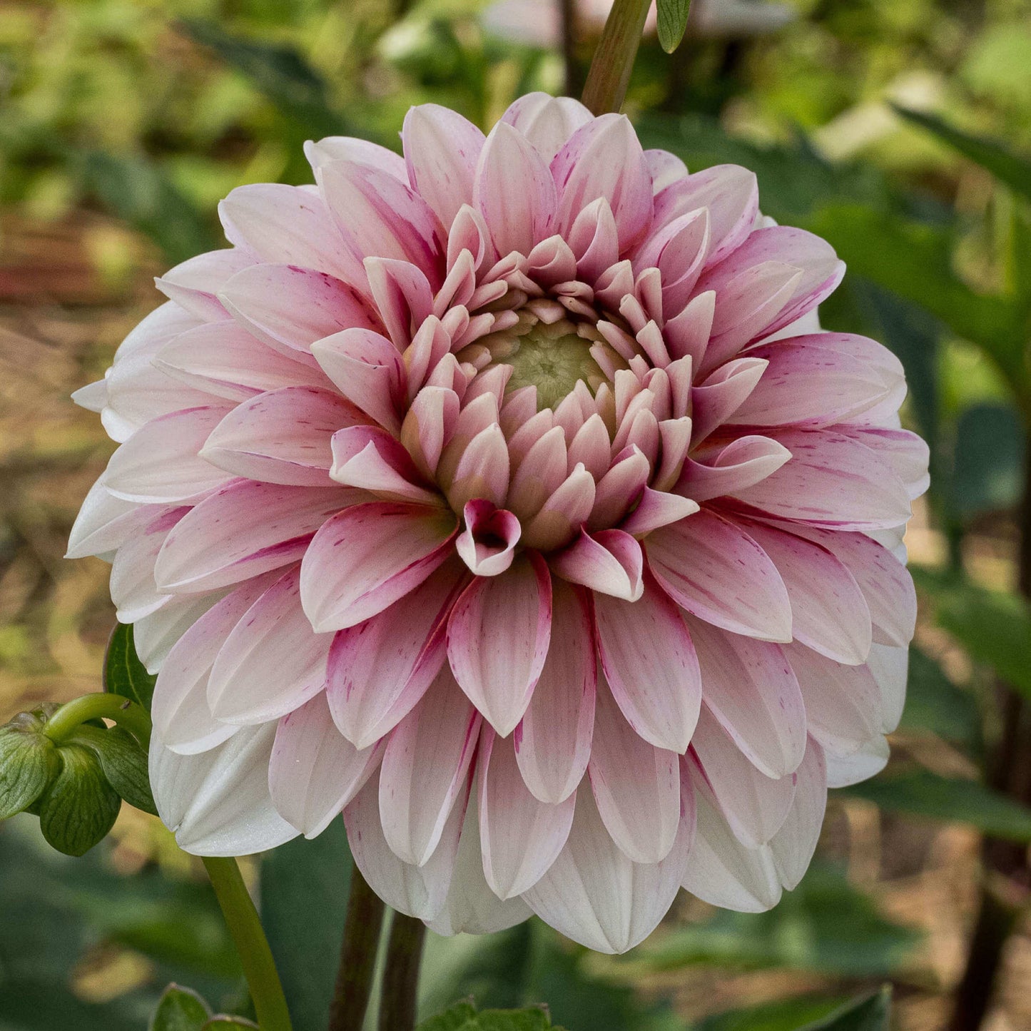 Strawberry Cream Tuber