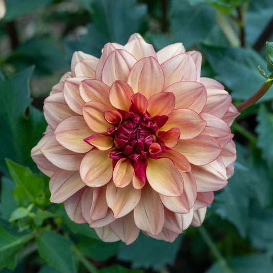 Crème de Cognac Dahlia