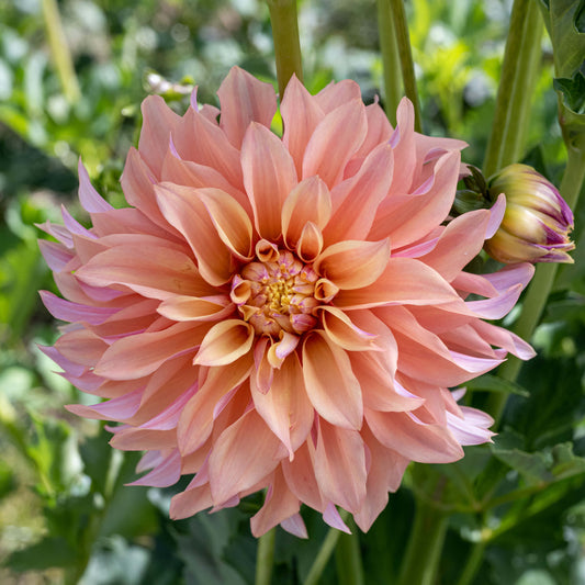 Tyrell Dahlia