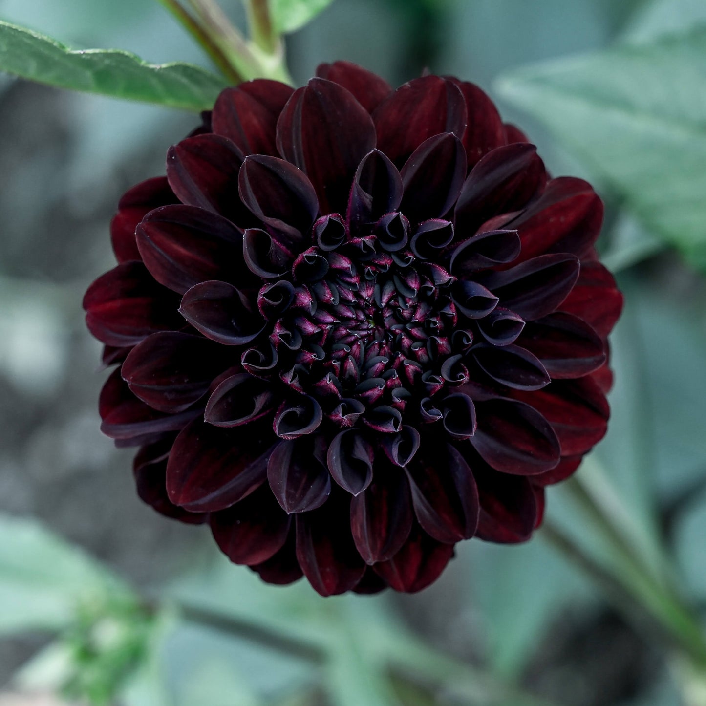 La Recoleta Dahlia